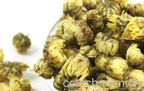 胎菊花茶的功效与作用-1