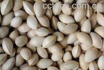 银杏核的作用与功效-0