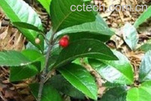 矮地茶的功效与作用-0