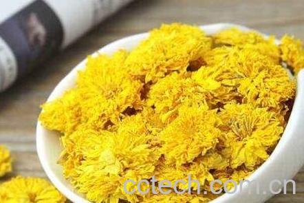 黄菊花茶的功效与作用-1
