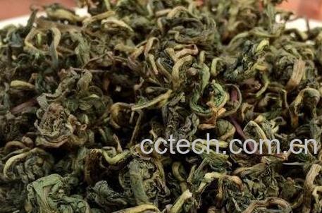 蒲公英茶的功效与作用及禁忌-0