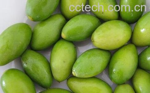 橄榄壳的功效与作用-0