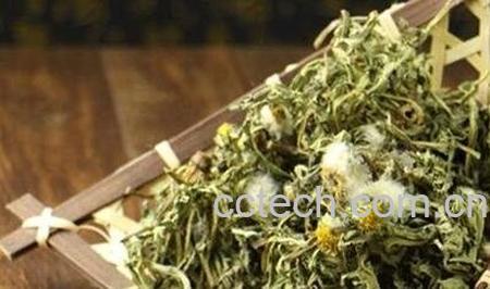 蒲公英茶的功效与作用及禁忌-1