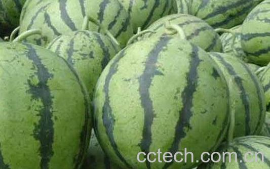 怎样选西瓜是甜的-0