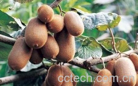 如何辨别奇异果的好坏-0