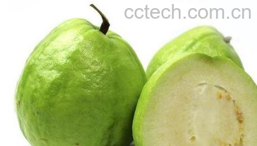 如何判断芭乐有没有熟-0