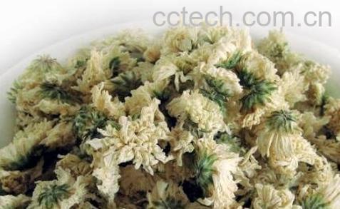  菊花泡了为什么会变绿 菊花茶变绿的原因-0