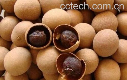 干桂圆壳的功效与作用及禁忌-0