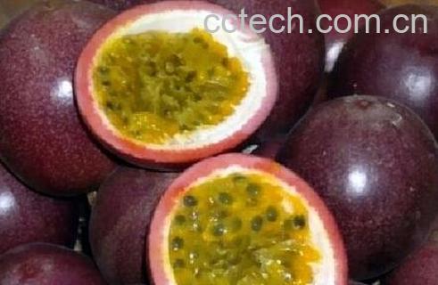 干百香果壳的功效与作用-0