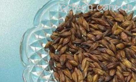 大麦茶的功效与注意事项-0