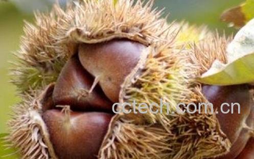 凤粟壳的功效与作用-0