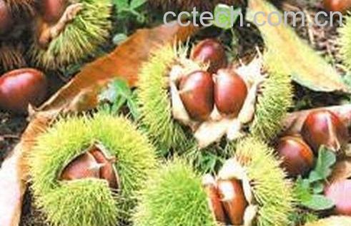 风栗外壳的功效与作用-0