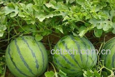 重茬西瓜枯萎病防治方法-0