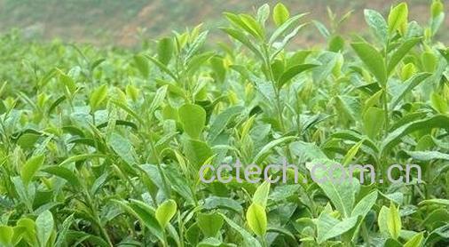 开化龙顶茶的副作用-0