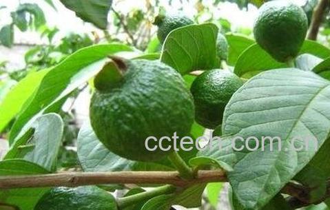 软芭乐与硬芭乐的区别-0