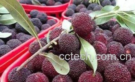 杨梅不能和什么一起吃 杨梅和什么相克-0