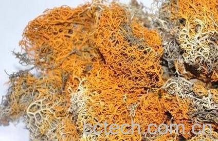 西藏雪茶有副作用吗 西藏雪茶的副作用介绍-0