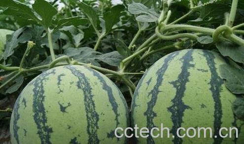 怎样挑选好吃的西瓜-0