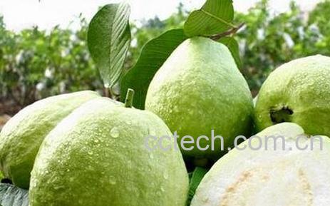 男人服用芭乐根有什么作用-0