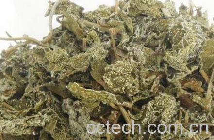 溪黄茶泡水为什么有点苦 溪黄茶如何泡好喝-0