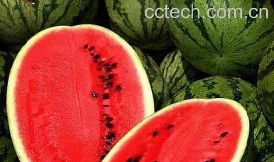 转基因西瓜能吃吗-0