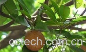 果蔬百科人参果-1