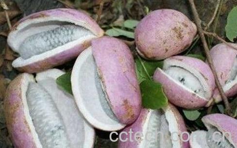 野香蕉干的功效与作用-0