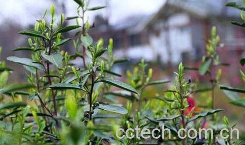 雨花茶属于什么茶 雨花茶的功效-0