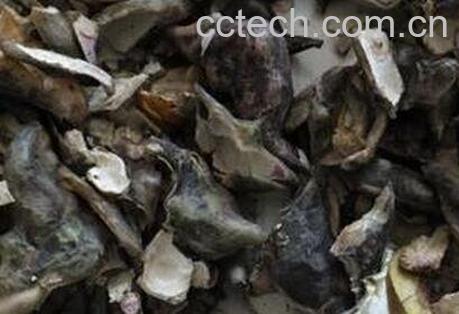 菱角壳的营养价值 菱角壳的药用价值-0