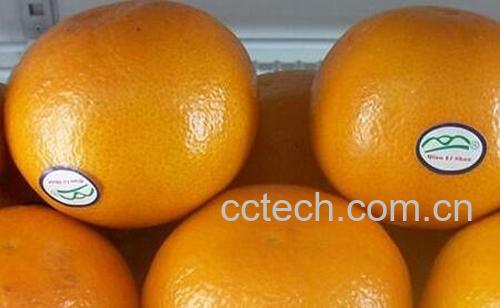 澳洲蜜桔的营养价值-0