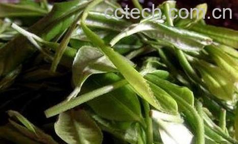 日铸雪芽的功效与作用-0