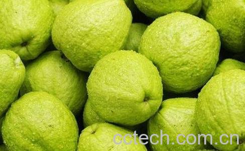 台湾芭乐怎么挑-0