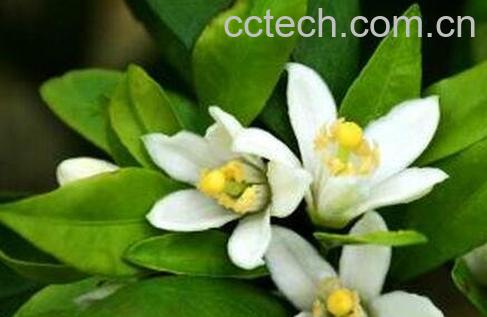 桔子花的功效与作用及食用方法-0