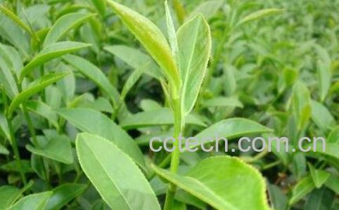 奇兰茶的功效与作用-1