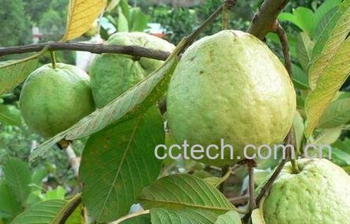 红心芭乐的病虫害防治-0