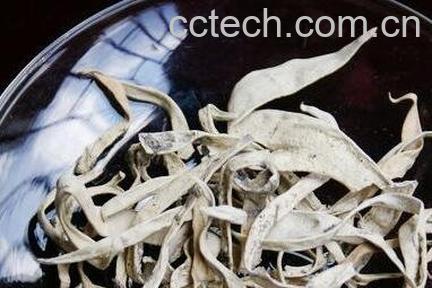 丽江雪茶的功效与作用-1