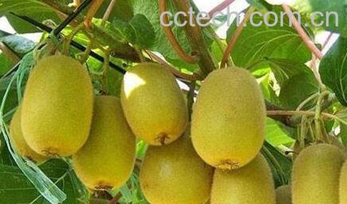 怎么区分奇异果和弥猴桃-0