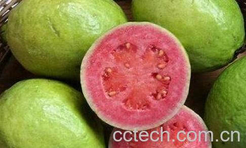 台湾芭乐的功效与作用-0