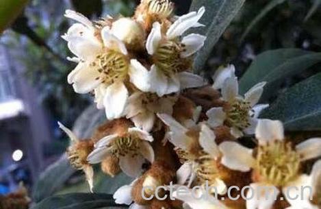 枇杷花的功效与作用及食用方法-0