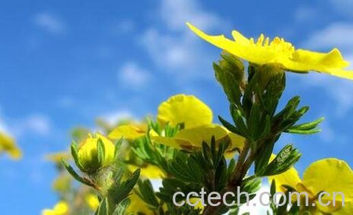 金露梅茶功效-0