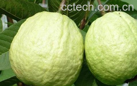 睡前吃芭乐的功效与作用-0