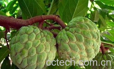 释迦果和芭乐的区别-0