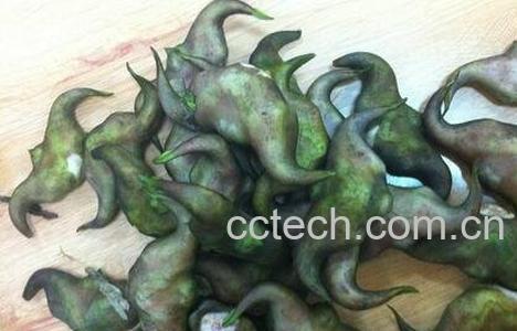  哪些人不能吃菱角-0