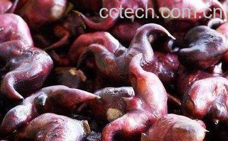 菱角煮多长时间能熟 -0