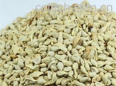 盐桔核的功效与作用-0