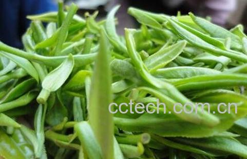 黄山毛峰的功效和冲泡方法-0