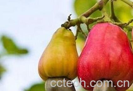 腰果梨的营养价值与功效-0