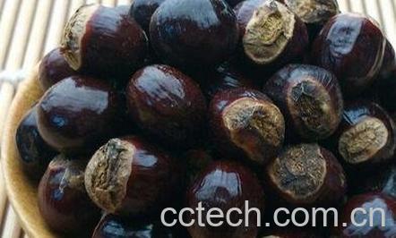 元肉核的功效与作用及禁忌-0