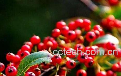 野红籽的作用与功效-0