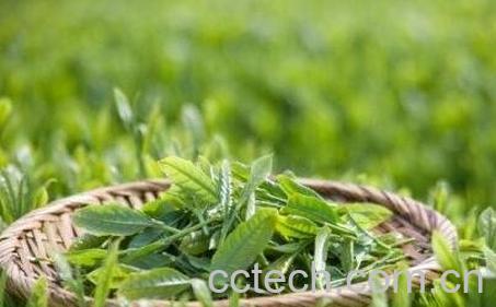 长喝绿茶的功效与作用-0